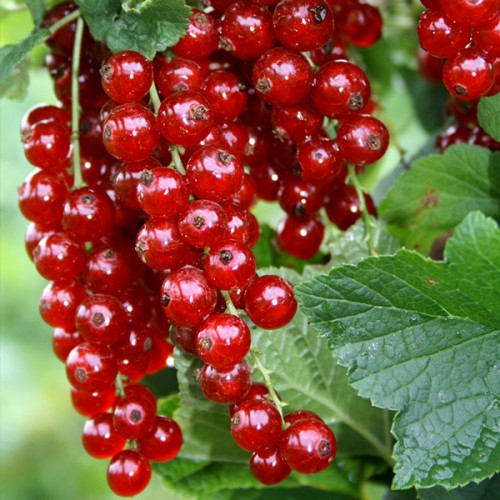 Смородина червона " Львів'янка ", фото 1