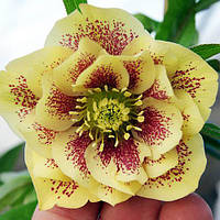 Морозники (Helleborus)