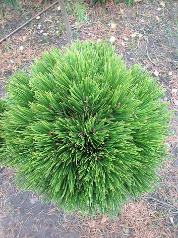 Сосна білокора(Боснійська) Schmidtii 2 річна, Сосна белокорая Шмидта. Pinus leucodermis Schmidtіі, фото 1