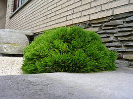 Сосна білокора(Боснійська) Schmidtii 2 річна, Сосна белокорая Шмидта. Pinus leucodermis Schmidtіі, фото 3