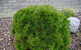 Сосна білокора(Боснійська) Schmidtii 2 річна, Сосна белокорая Шмидта. Pinus leucodermis Schmidtіі, фото 4