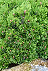Сосна білокора(Боснійська) Schmidtii 2 річна, Сосна белокорая Шмидта. Pinus leucodermis Schmidtіі, фото 5