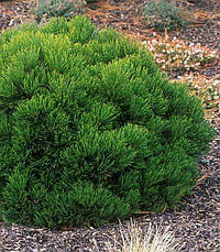 Сосна білокора(Боснійська) Schmidtii 2 річна, Сосна белокорая Шмидта. Pinus leucodermis Schmidtіі, фото 6