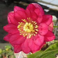 Морозник Дабл Ред Лантен Роуз (Double Red Lenten Rose)