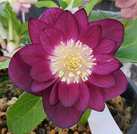 Морозник Лентен Роуз (Lenten Rose)