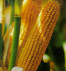 Насіння кукурудзи НС-205 (NS-205) Нова Сад Сербія (ФАО-250)