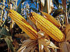 Насіння кукурудзи НС-2040 (NS-2040) Нова Сад Сербія (ФАО-280), фото 2
