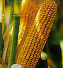 Насіння кукурудзи НС-2040 (NS-2040) Нова Сад Сербія (ФАО-280), фото 4