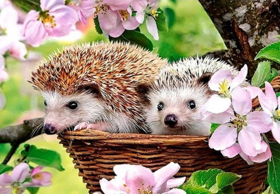 Діамантова мозаїка Їжачки у кошику 30х40 ST474, Ні, фото 1