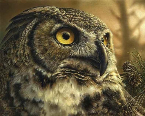 Алмазна мозаїка 40x50 Сова SP110, Ні