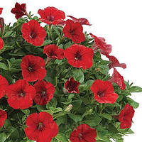 Сурфиния Littletunia red