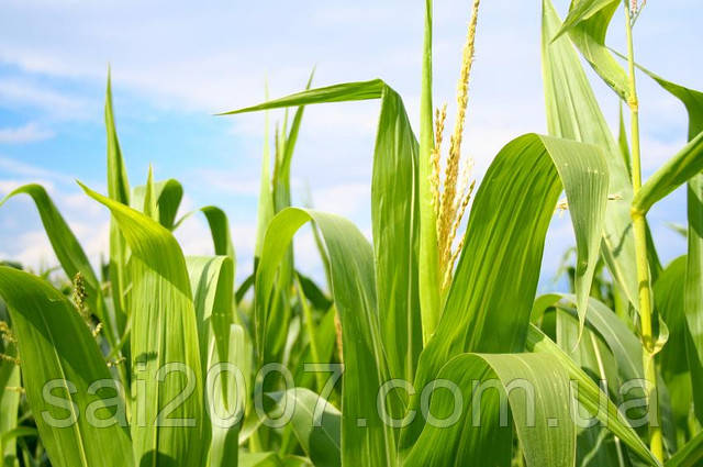 Семена кукурузы НС-3014 (NS-3014) Нови Сад Сербия (ФАО-300) - фото 5 - id-p26631450