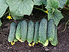 Насіння огірок Марія F1 Sakat/Японія 10 шт, фото 3