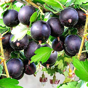 Саджанці Агрусу Чорний Оксамит - середній, солодкий, урожайний