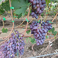 Виноград Кишмиш Близнюк
