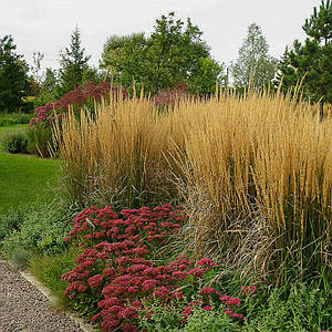 Війник (куничник) гостроквітковий 'Karl Foerster'. Контейнер 1 л