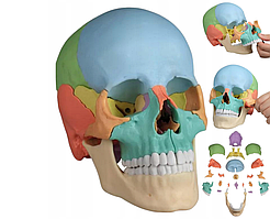 Остеопатичний череп Erler Zimmer 4708 22 шт.