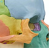Остеопатичний череп Erler Zimmer 4708 22 шт., фото 6