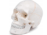 Анатомічна модель черепа людини 3 частини, фото 4
