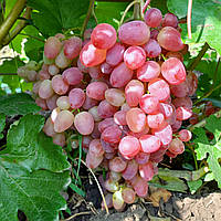 Виноград кишмиш Казантип