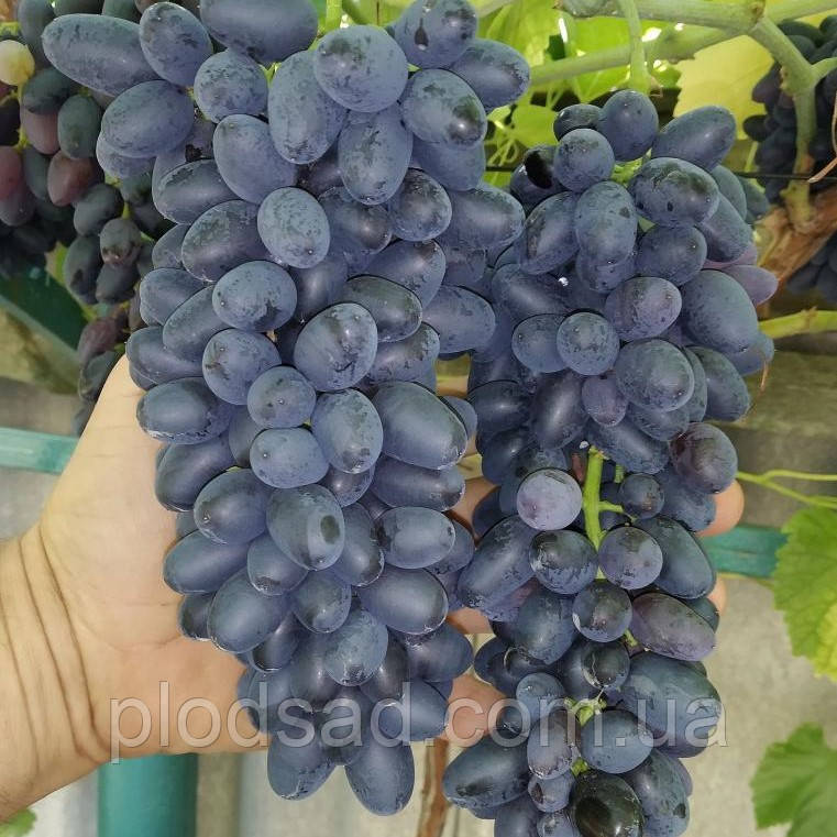 Виноград кишмиш Джой