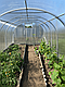Теплиця 3х4м "Говерла" з полікарбонатом 4мм, фото 8