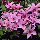 Клематіс Hagley hybrid, фото 3