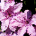 Клематіс Hagley hybrid, фото 4