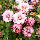 Клематіс Pink Passion, фото 3
