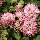 Клематіс Pink Passion, фото 4