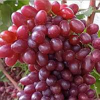 Виноград кишмиш Лускунчик