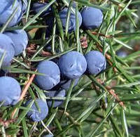 Ялівець звичайний насіння 10 грамів (прибл. 90 шт) (Juniperus communis)