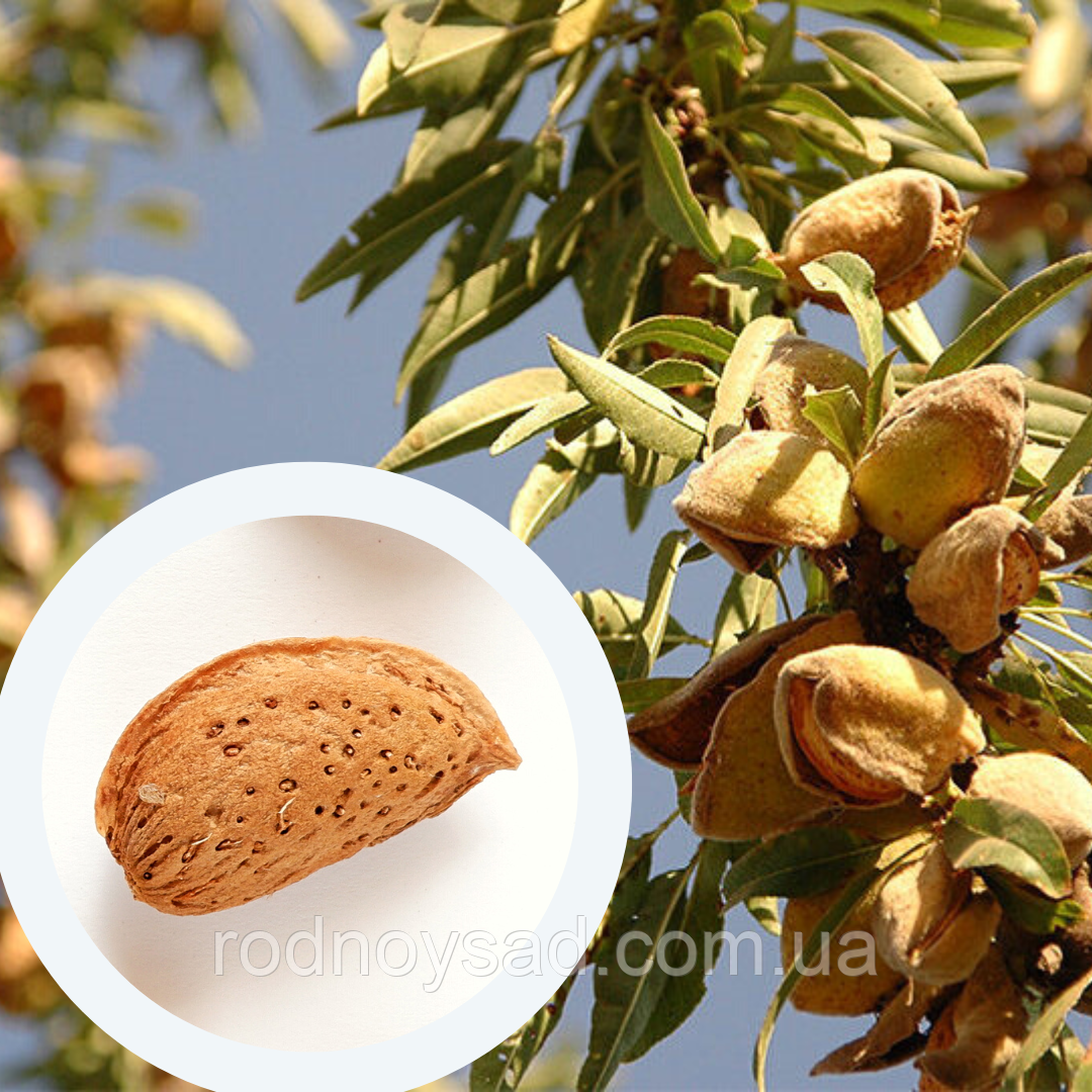 Мигдаль солодкий паперово-шкарлупний насіння (10 шт) горіх