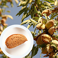 Миндаль сладкий бумажно-скарлупный семена (10 шт) орех
