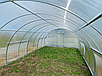 Теплиця 4х8м "Говерла" з полікарбонатом 4мм, фото 3