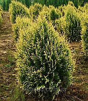 Туя складчаста Корнік Thuja plicata Kornik 4-річна