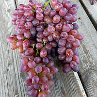 Виноград Аліса в країні Чудес