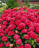 Гортензія крупнолистова Ruby Tuesday (Рубіновий вівторок) с3, фото 6