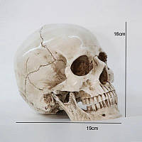 Модель черепа человека челюсть съемная, Анатомическая модель Череп 19x14x16 см, Череп человека