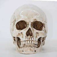 Анатомическая модель Череп 19x14x16 см. Модель черепа человека, съемная челюсть. Череп человека