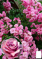 Эксклюзив! Роза английская плетистая розовая "Маршмеллоу" (Marshmallow) (саженец класса АА+, премиальный