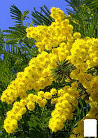 Мимоза (Acacia Dealbata)