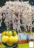 Черешня желтая плакучая "Weeping cherry" (возраст от 2-х лет, высота 150-190см)