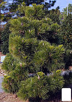 Сосна Тунберга 3-х летняя "Pinus Thunbergii" С1,5, высота 40-50см (подходит для бонсай)