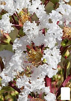 Лагерстремия индийская сирень "With Love Virgin" (Lagerstroemia indica With Love Virgin)