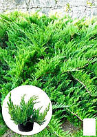 Можжевельник казацкий "Tamariscifolia" С2, высота 25-30см