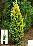 Можжевельник обыкновенный 4-х летний "Gold Cone" С3, высота 30-40см