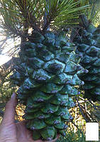 Сосна Кедрова Джерарда "Pinus Gerardiana" (Колекційна, найрідкісніша сосна у світі)