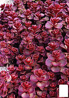 Очиток ложный "Красный ковер" (Sedum spurium "Red Karpet")