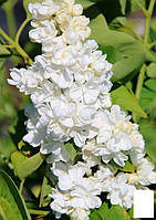 Сирень инвитро "Принцесса Клементина" (Syringa vulgaris "Princesse Clementine") вазон С1,5